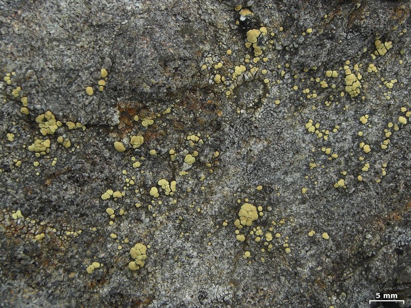 Lecanora polytropa