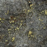 Lecanora polytropa