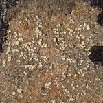 Lecanora polytropa