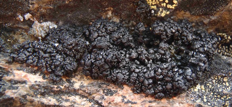Lecanora pringlei