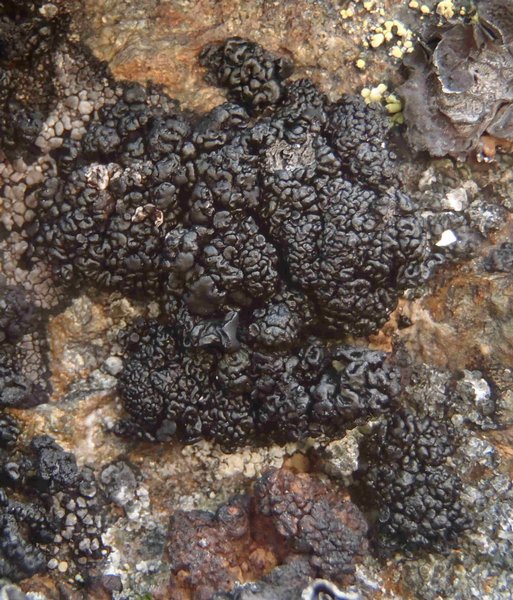 Lecanora pringlei