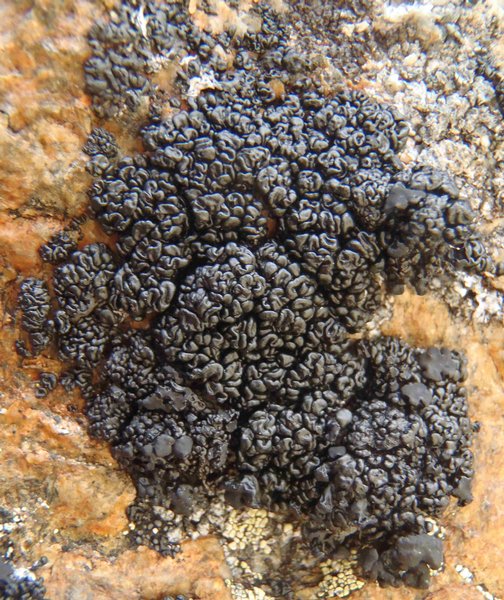 Lecanora pringlei