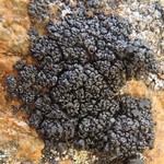 Lecanora pringlei