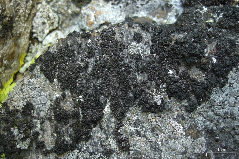 Lecanora pringlei