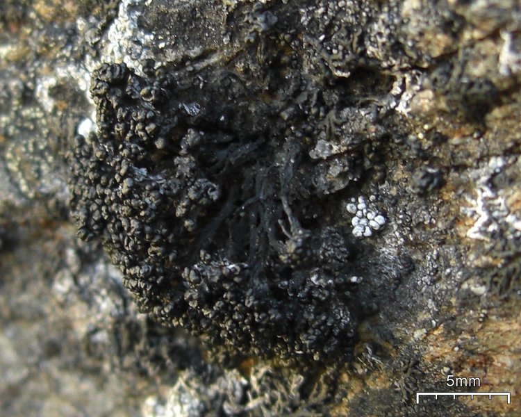 Lecanora pringlei