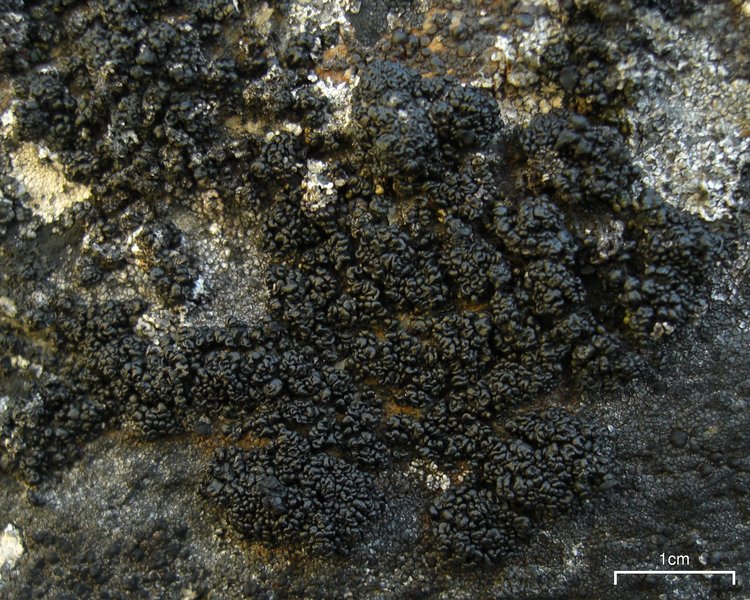 Lecanora pringlei