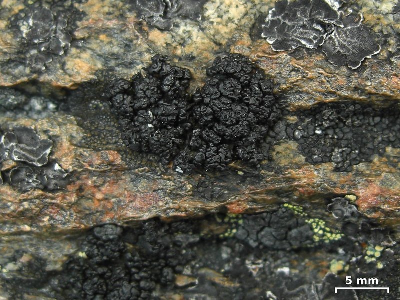 Lecanora pringlei