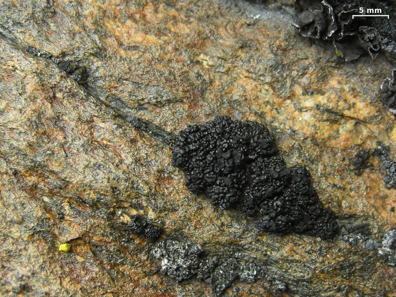 Lecanora pringlei