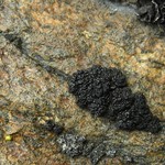 Lecanora pringlei