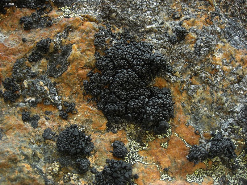 Lecanora pringlei