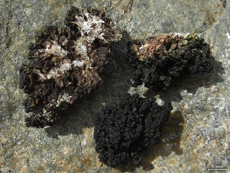 Lecanora pringlei