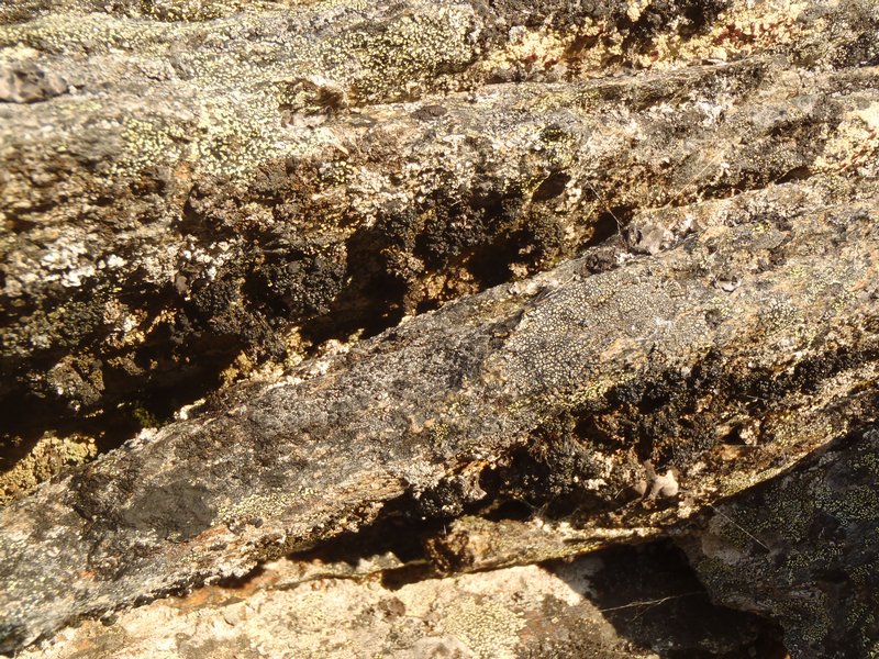 Lecanora pringlei
