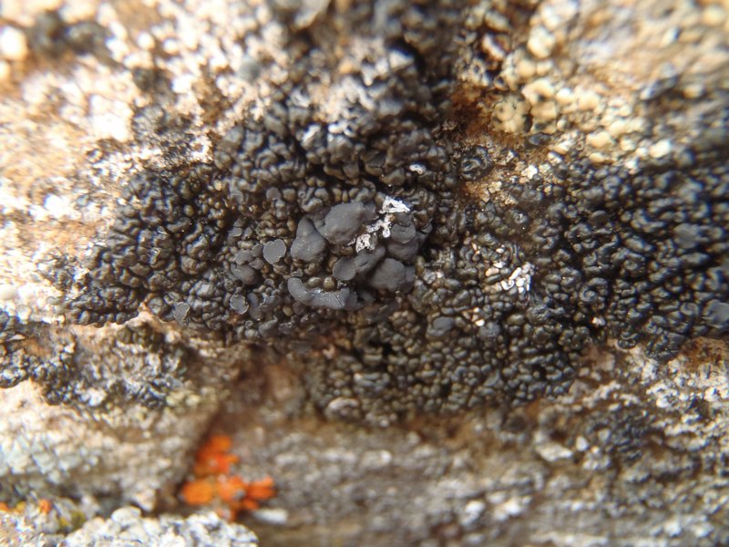 Lecanora pringlei