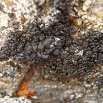 Lecanora pringlei
