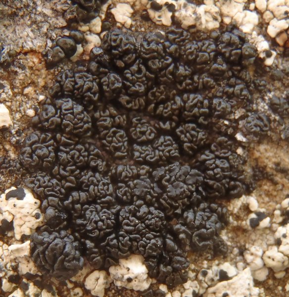 Lecanora pringlei