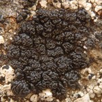 Lecanora pringlei