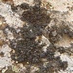 Lecanora pringlei