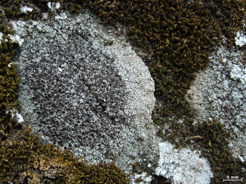 Lecanora pseudistera