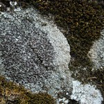 Lecanora pseudistera