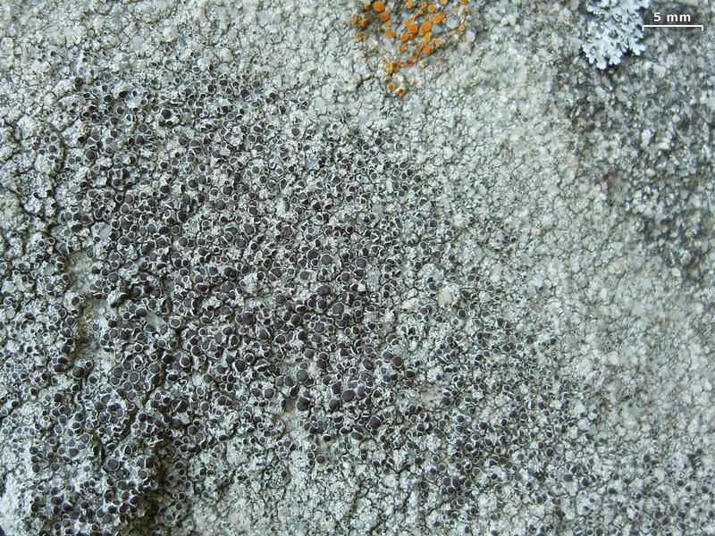 Lecanora pseudistera