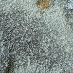 Lecanora pseudistera