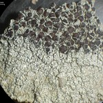 Lecanora pseudistera
