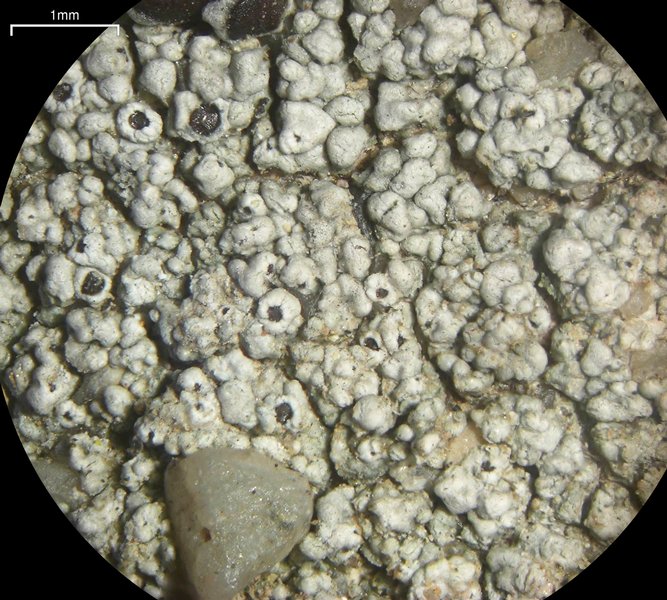 Lecanora pseudistera