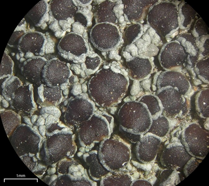 Lecanora pseudistera