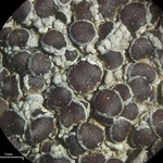 Lecanora pseudistera
