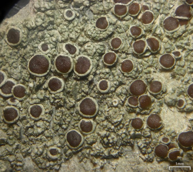 Lecanora pseudistera