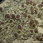 Lecanora pseudistera