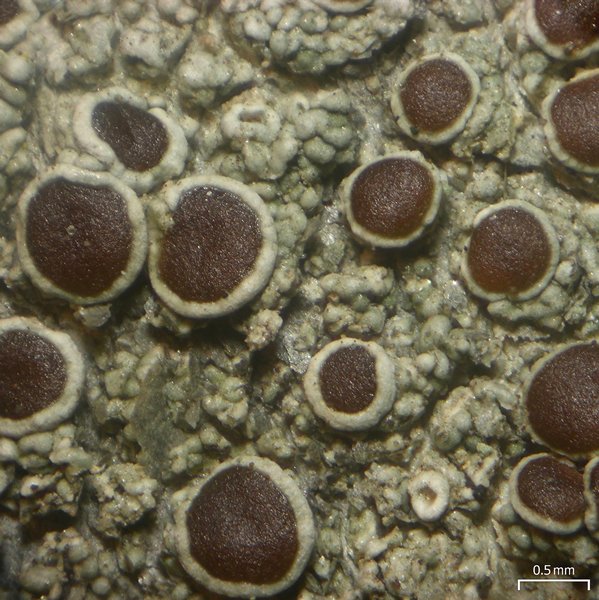 Lecanora pseudistera