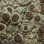 Lecanora pseudistera