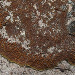 Lecanora pseudomellea