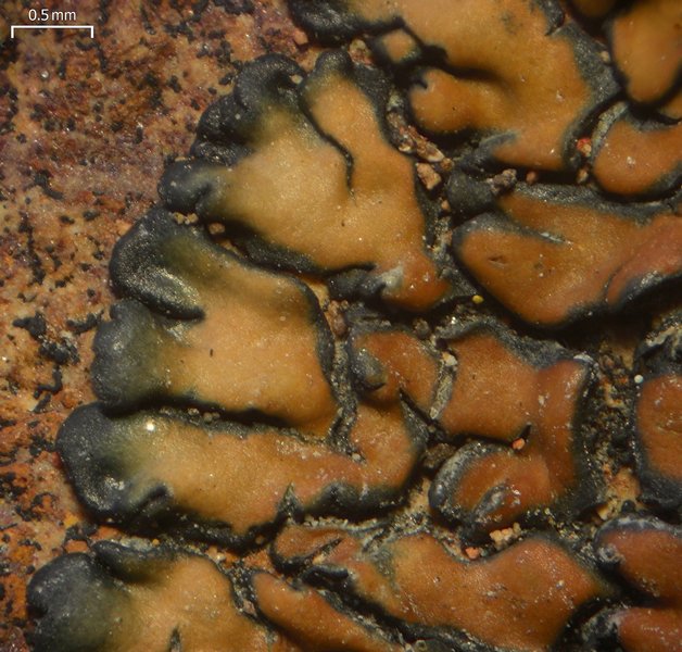 Lecanora pseudomellea