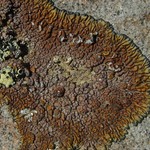 Lecanora pseudomellea