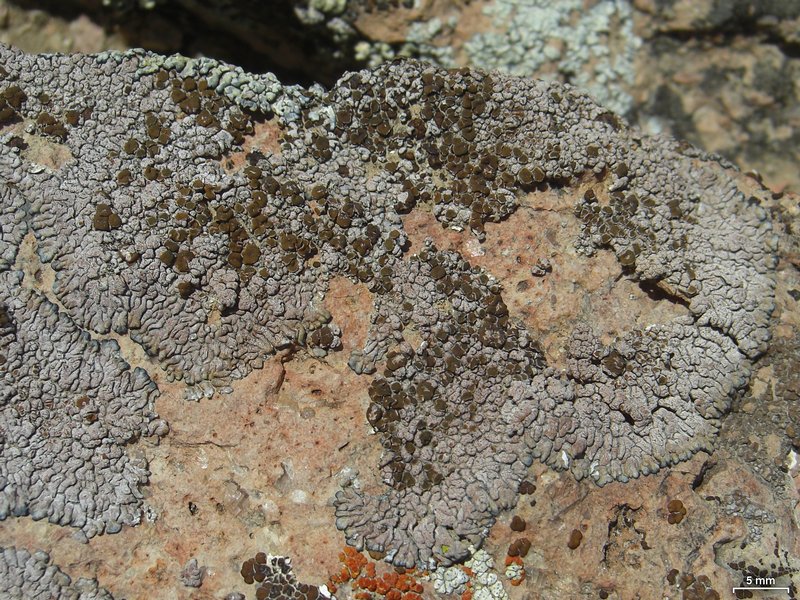Lecanora pseudomellea