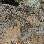 Lecanora pseudomellea