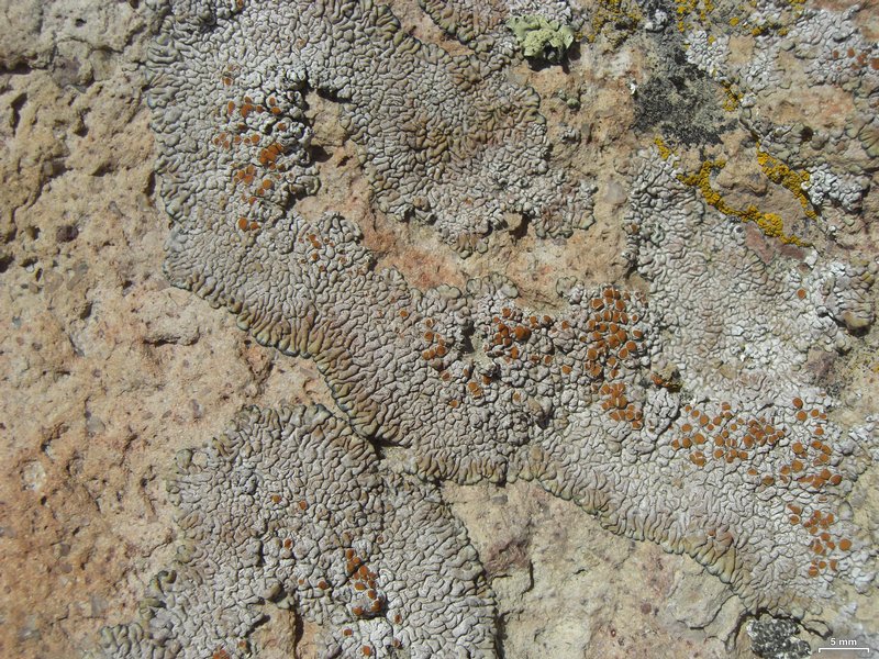 Lecanora pseudomellea