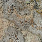 Lecanora pseudomellea