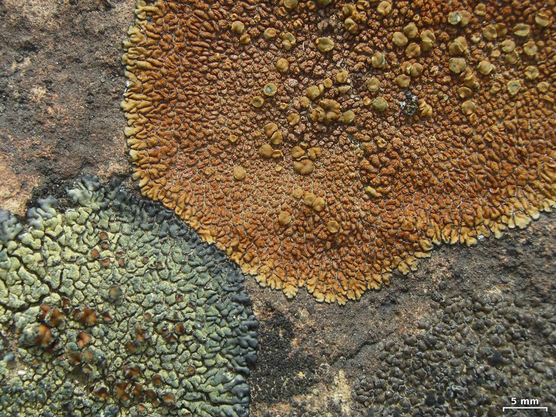 Lecanora pseudomellea