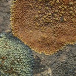 Lecanora pseudomellea