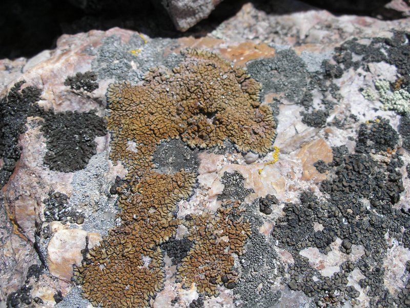 Lecanora pseudomellea