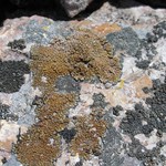 Lecanora pseudomellea