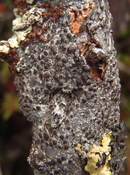 Lecanora pulicaris