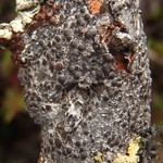Lecanora pulicaris