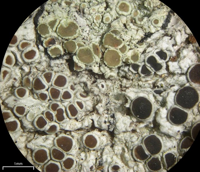 Lecanora pulicaris