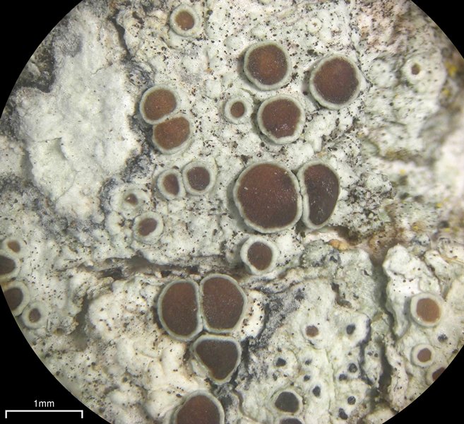 Lecanora pulicaris