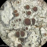 Lecanora pulicaris