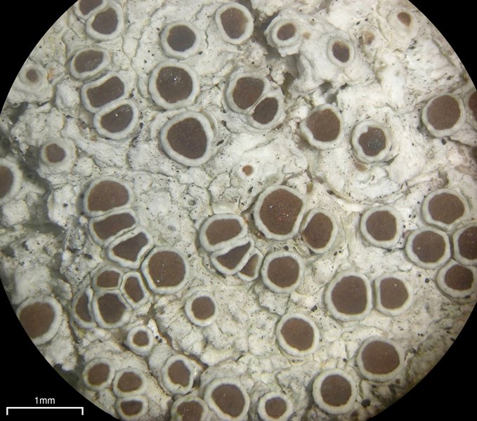 Lecanora pulicaris